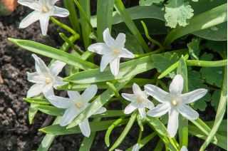 Chionodoxa luciliae Alba Śnieżnik lśniący 'Alba' 5 SZT,